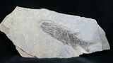 Permian Aged Fish Fossil - Paramblypterus #6532-2